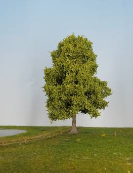 Ahorn Frühling Profi